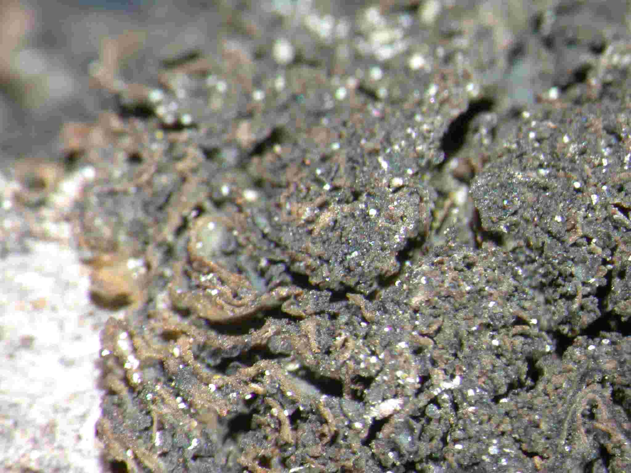 [Leptogium (minicyanescens)]